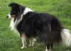 Choco Benji von der Sheltiebande ( Benji ) 22.04.11 -2